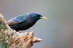 Starling close view, Otterbourne, Hampshire