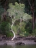 Mc Carrs Creek