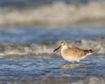 Willet wading in the sea, Fort De Soto Park, Florida