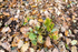 ANT_5651-1