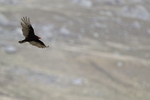 Turkey Vulture flying moorland background, Carcass Island, Falklands
