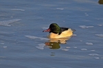 Goosander
