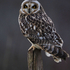 Short Eared Owl perched on a post