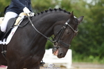 Friday 30th - British Dressage Classes portfolio