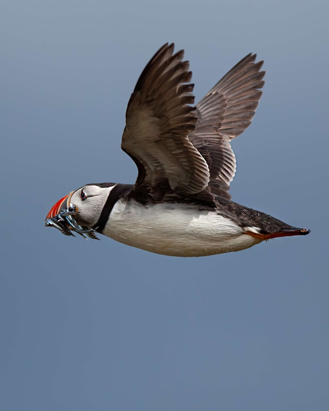 Puffin - Farne islands