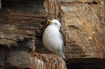 Kittiwake