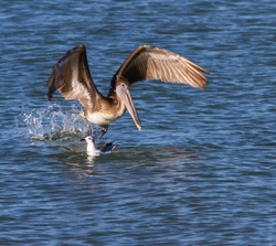  Pelicans _0009