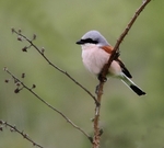 Red Backed Shrike