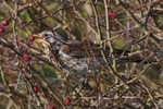 Fieldfare eating a berry in a bush