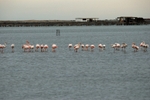 Greater Flamingos