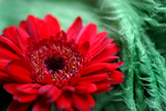 Flowers Set 04 - 08