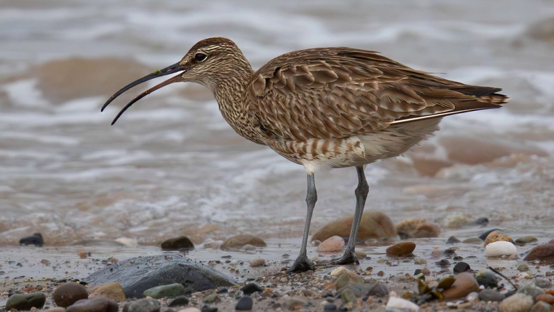 Eurasian Whimbrel - Kildonan - Isle of Arran - Scotland