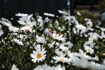 Daisies