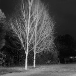 White Trees (square format)