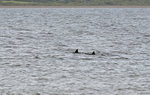 Bottlenose Dolphin