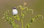 Whinchat - Saxicola rubetra