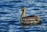 Brown Pelican (juvenile) at sea off Osa Peninsula, Costa Rica