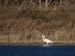 Great White Egret