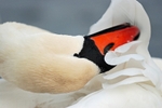 Mute Swan