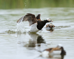 Fighting Male Long-tailed Ducks, Iceland