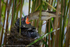 Reed Warbler feeding Common Cuckoo