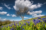 z3772 Bluebells, Ventnor Down