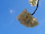 P41203530679