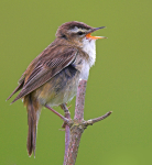 Reed Warbler