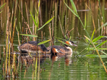 Great Crested Grebes