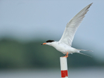 Forster's Tern wings extended, Minnesota