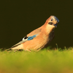 Jay portfolio