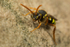 Nomada goodeniana (f)