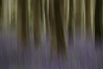 Bluebell Abstract
