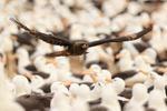Striated Caracara harassing Black-browed Albatross colony, Falklands