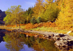 Crafnant autumn trees 6