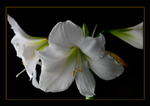 Hippeastrum 'Athene' 2