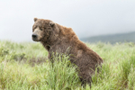 McNeil River Bears-2