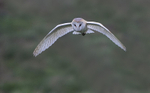 Barn Owl