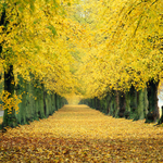 Avenue of Limes, Sherwood Forest, Nottingham EDC091