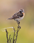 Whinchat portfolio