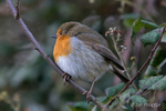 Robin keeping warm!