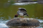 Goldeneye