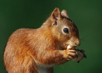 Red Squirrel