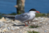Common Tern standing on one of the islands in the Brownsea lagoon