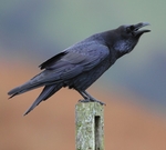 Raven