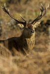 RED DEER, ISLE OF MULL ref rd 4b
