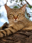 African Wild Cat portrait