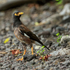 Common Myna, Kealakekua Bay, Hawaii