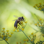 Making a Come Back...?