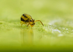 Sminthurinus elegans